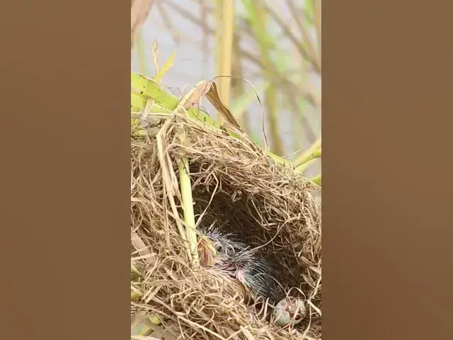 Video thumbnail for Hungry babies bird EP#179 #naturelovers #birdslife #wildbirds #birdswatching #birdschirping #birdssi