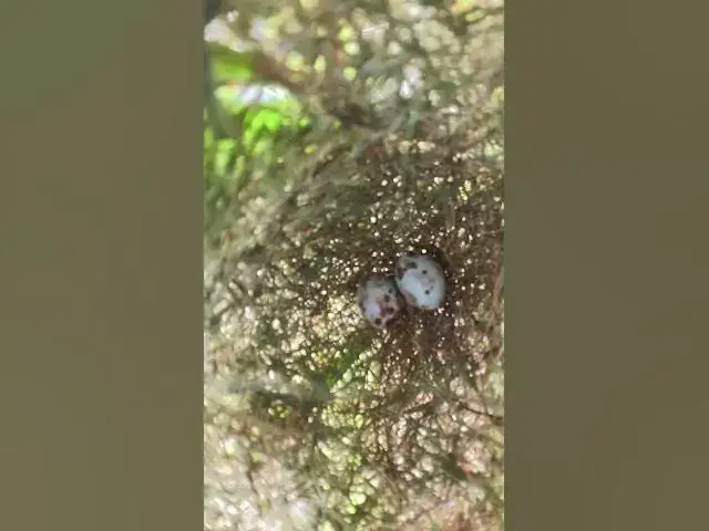 Video thumbnail for Egg Wild Bird on Nest  #Babies  #Nesting #BirdBehavior #BirdWatching #NatureLovers #Wildlife #BirdLi