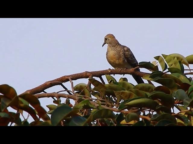 Video thumbnail for Dove bird at forest call to other wild dove here