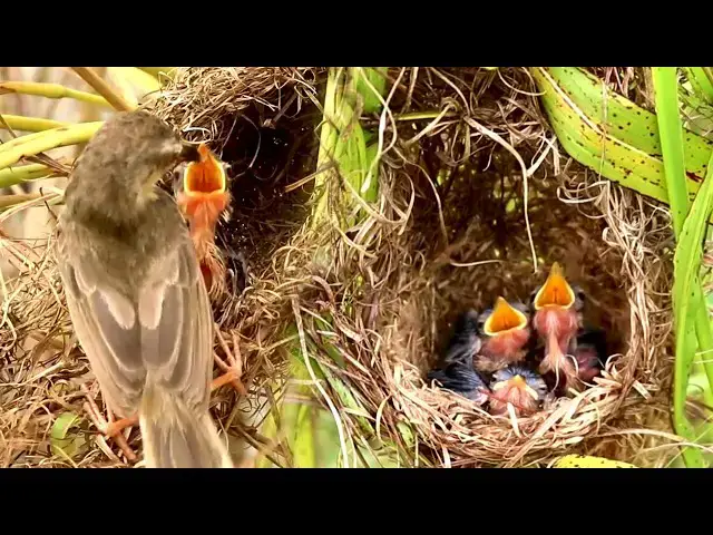 Video thumbnail for Amazing Grown Babies Wild Bird waoting eat in nets after mother caatch insect to feed it