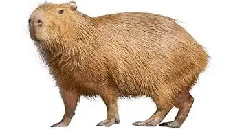 Video thumbnail for Should I Keep a Capybara as a Pet?