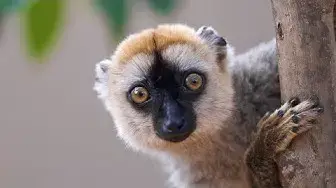 Video thumbnail for Are Lemurs Exotic Pets?