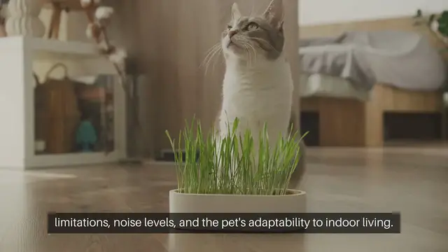 'Video thumbnail for Best Pets for Apartments Space-Saving Options'