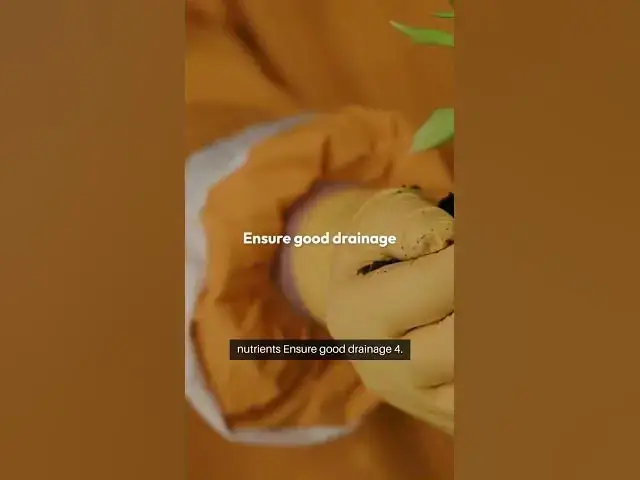 Video thumbnail for Peony Planting Pro Tips  #PeonyPerfection #GardenTips 🌷🌿#PeonyLovers #GardeningTips #FlowerPower