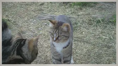 'Video thumbnail for The Feline Muse: How a Cat Inspired a Best-Selling Book'