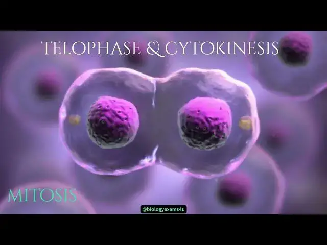 Video thumbnail for Mitosis Animation in 60 Seconds
