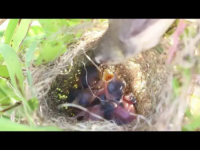 Video thumbnail for Bay Grow Bird Sparrow Cry Feed in  Nest // The Best Baby Waoting Feed in Nest  @ViralBirdNest