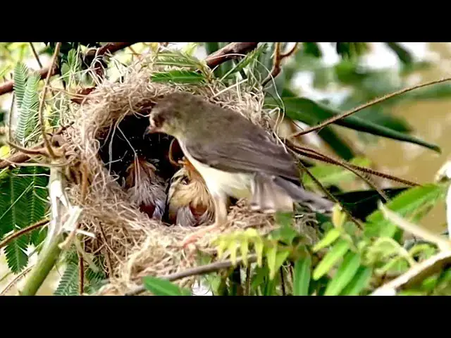'Video thumbnail for Wild live bird made nest here | Baby's bird hungry eat food'