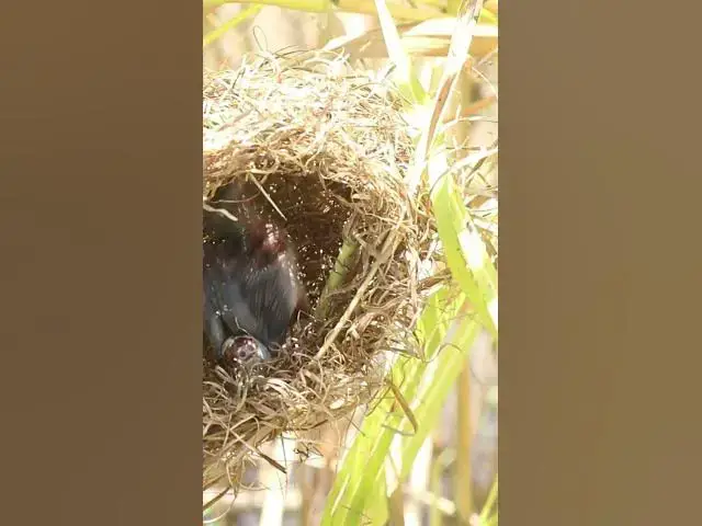 Video thumbnail for Babies grown Bird Activity in nest  #birds #nature #shortvideo #viralvideo #birds #farming #wild