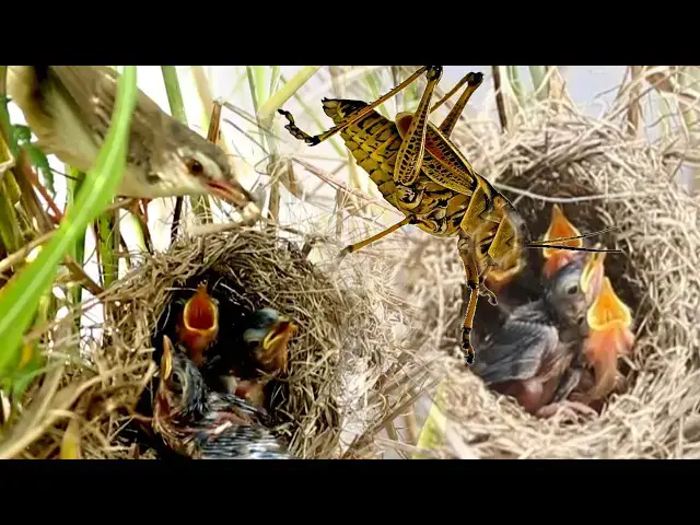 Video thumbnail for Feeding Time: The Ultimate Guide to Baby Bird Nutrition for Bird Enthusiasts and Pet Owners