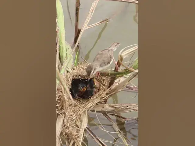 Video thumbnail for Baby bird Cried Eat Grasshopper in Nest EP#250 #Shorts #BabyBirds #CuckooBird #BirdWatching #Nature