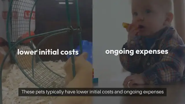 Video thumbnail for Affordable Pets To Own