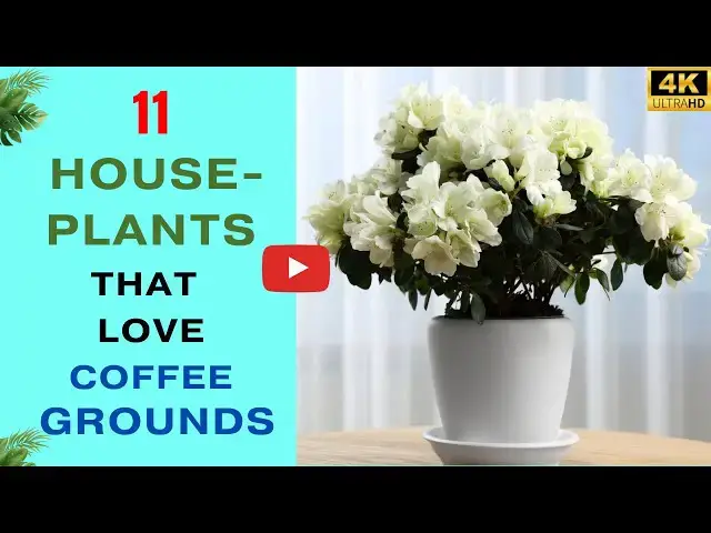 'Video thumbnail for 11 Houseplants That Love Coffee Grounds | Soil To Sow'