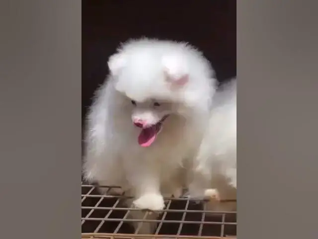 Video thumbnail for My cute puppy 🐶