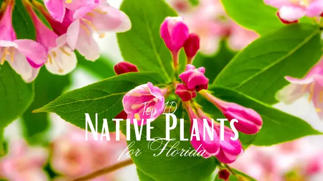 'Video thumbnail for Top 10 florida native plants'