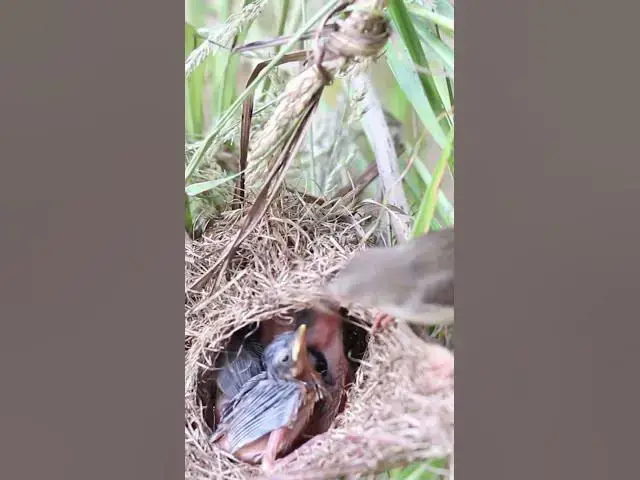 Video thumbnail for Chipping Gown sparrow  #birds #bikelover