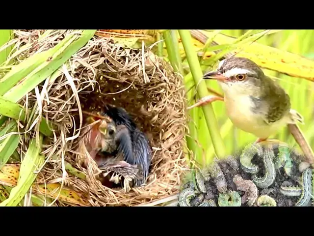 Video thumbnail for Wild Bird Catching Dragonflies, Dragonflies, animals,insects Feed Babies In Nest [ @ViralBirdNest  ]