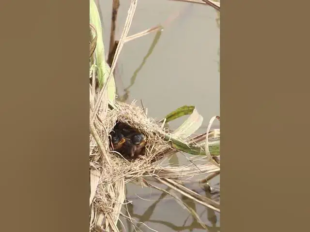 Video thumbnail for Top Mother Bird With Babies AP#001 #Nesting #BirdBehavior #BirdWatching #NatureLovers #Wildlife #Bir