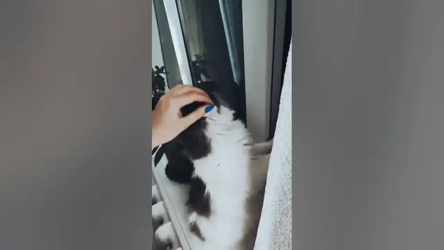 Video thumbnail for How to Properly Pet a Cat