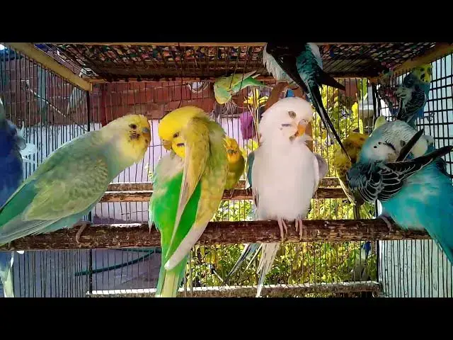 'Video thumbnail for 🌈 Arco-Íris Vivo nas Penas – Beleza Rara dos Periquitos 🕊✨'