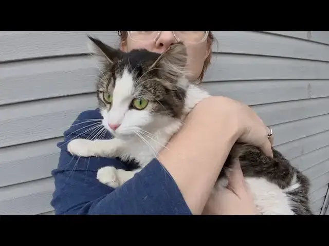 Video thumbnail for The lost Cat | i3xCx