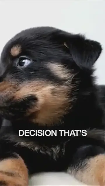 'Video thumbnail for breed all about it (3)'