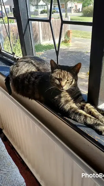 Video thumbnail for Harry the cat