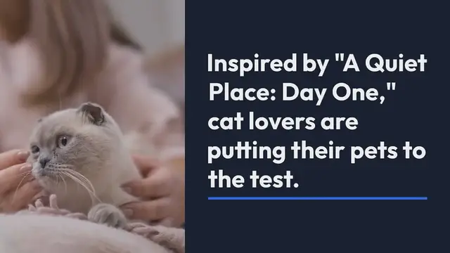 Video thumbnail for Would your cat survive the 'Quiet Place'? Felines hilariously fail viral challenge