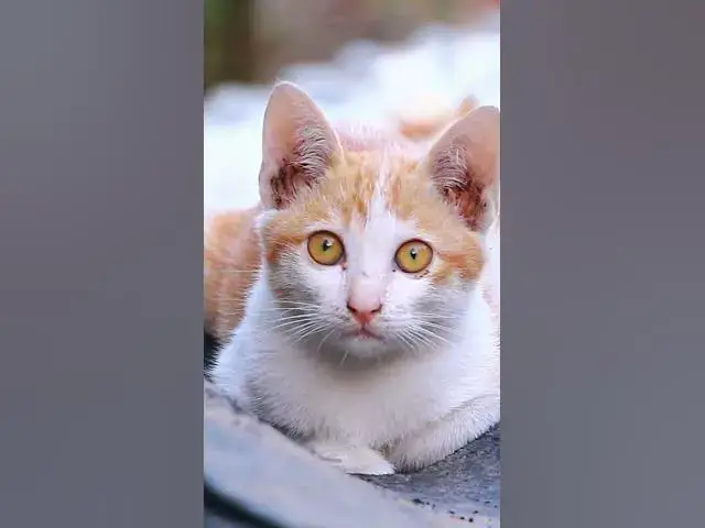 Video thumbnail for Cute of babies cat 11  #animals#Cat #shortcat #cats #allcat #allbabiescat #viralcat