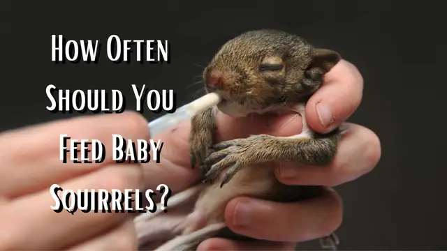 'Video thumbnail for How Often Should You Feed Squirrels?'
