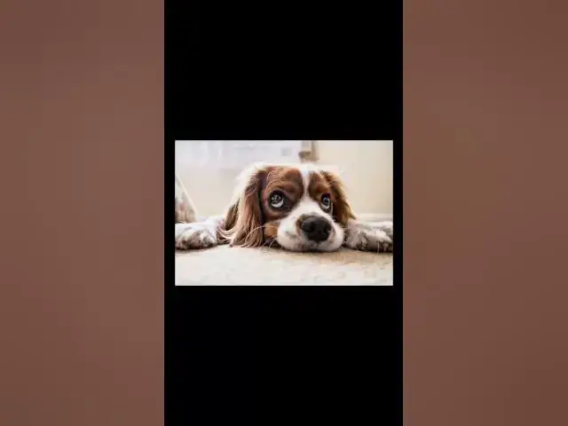 Video thumbnail for Long day Doggie