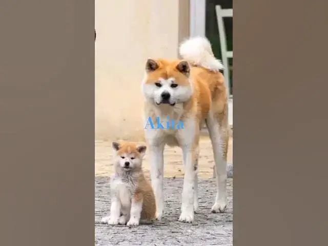 Video thumbnail for #akitadog #dogs #subscribe