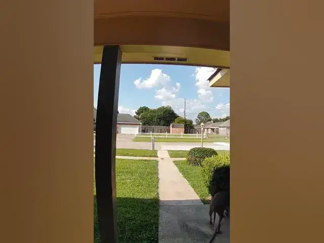 Video thumbnail for Lost dog