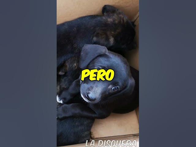 Video thumbnail for Sabías que Chayán en una fría noche de invierno encontró a una pequeña caja abandonada