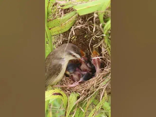 Video thumbnail for Baby bird waiting Feed in Nest Mother Bgrown bitd feeding EP#088 #birdslover #birdwatch #wildlife #n