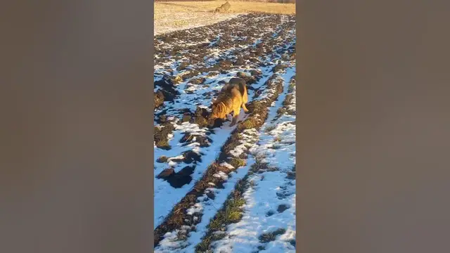 Video thumbnail for Are German Shepherds OK off-leash?🤔😄#shorts