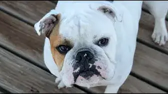 Video thumbnail for 16 Pros and Cons of Owning an English Bulldog