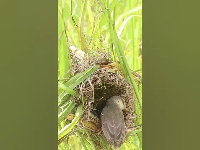 Video thumbnail for Baby Birds Hunt for Grasshoppers Eat EP#278 #birds #birdslover #finch #finchfinch #petbird #nature