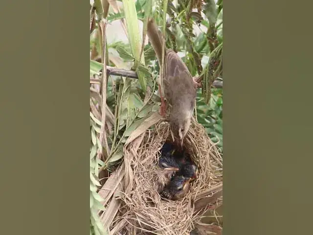 Video thumbnail for Wild Mother Feeding Babies   #birdwatching #birdkids #birdslover #birdparenting #birdspotting