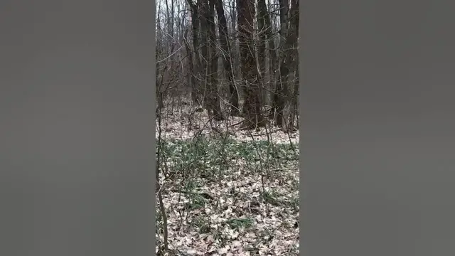 Video thumbnail for Do animals live in the forest? #shorts