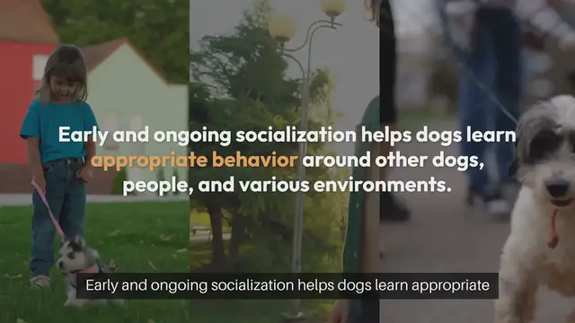 Video thumbnail for Dog Socialization Tips