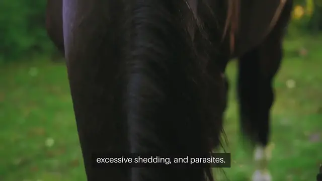 Video thumbnail for Rabbit Grooming Tools