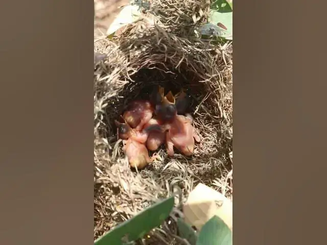 Video thumbnail for Baby bird waiting Feed in Nest Mother Bgrown bitd feeding EP#104  #birdslover #birdwatch #wildlife #