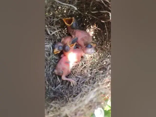 Video thumbnail for Top Baby Cries in Nest of yellow  #Baby #Wild #Birds #Nest #Nature #Newborn #Feathered #Hatching #bi