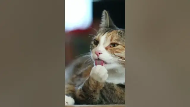 Video thumbnail for When it comes to personal hygiene, cats are the epitome of cleanliness.🤔#shorts