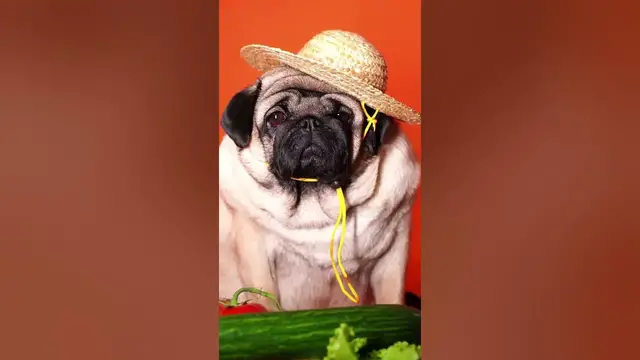 Video thumbnail for 3 cons of owning a Pug#shorts