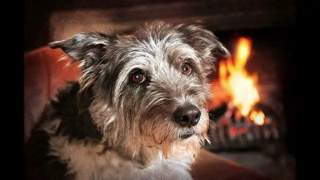 Video thumbnail for Why Does My Senior Dog Groan A Lot?