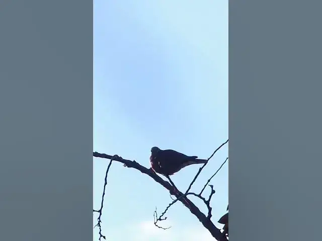 Video thumbnail for Cute wild dove #wildbird #dovebird #nestbird #topdove #femaledove #maledove #dovebird