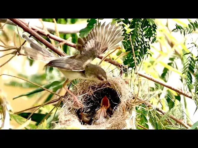 'Video thumbnail for At nest Momy's bird crie eat to wait on nest'