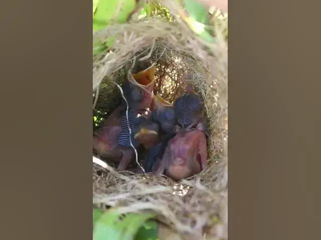 Video thumbnail for Baby bird Waiting feed in Nest #birds #nest #babyanimal #birdnestandbaby #babybird #nestfornewbies